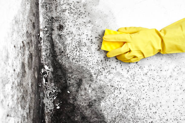 Best Dehumidification Services  in Lisbon, ND