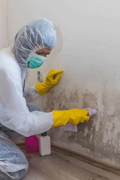 Best Mold Remediation for Healthcare Facilities  in Lisbon, ND