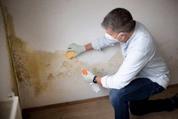  Lisbon, ND Mold Removal Pros
